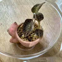 ジュエルオーキッドの日記-毎日の植物記録|みんなの趣味の園芸