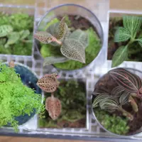 ジュエルオーキッドの日記-毎日の植物記録|みんなの趣味の園芸 ジュエルオーキッドの日記-毎日の植物記録|みんなの趣味の園芸
