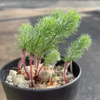 エリオスペルマムの日記-毎日の植物記録|みんなの趣味の園芸