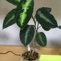 aglaonema manila pride variegated アグラオネマ マニラ
