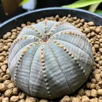 オベサの日記-毎日の植物記録|みんなの趣味の園芸