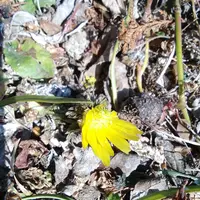 衝撃の激安コスパ・掘り出し物も 矢車草4月｜園芸日記byヒラリラン｜みんなの趣味の園芸｜1069378 チャーム