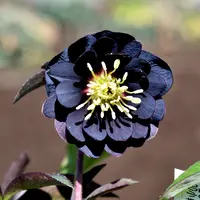 6月1日紫陽花「2021年の紫陽花」のアルバム-みんなの趣味の園芸