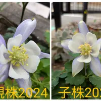 セール商品が満載 親株・子株を比べてみた🤗｜園芸日記byリーフーミン｜みんなの アエオニウム