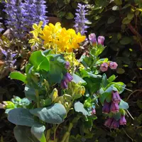 ニオイバンマツリの日記-毎日の植物記録|みんなの趣味の園芸