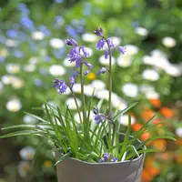 本当に信頼出来る店 誠実 ◇イングリッシュブルーベル◇花が咲き始めました◇鉢の 花