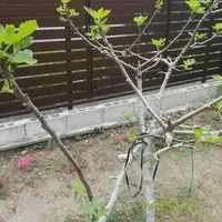 H.トルカータス|園芸日記byせいざえもん|みんなの趣味の園芸 H.トルカータス|園芸日記byせいざえもん|みんなの趣味の園芸