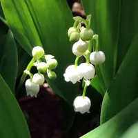 アケビの蔓を採る｜園芸日記byお散歩カメ吉｜みんなの趣味の園芸