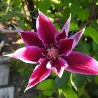 アルストロメリア紅千鳥｜園芸日記byキムラ｜みんなの趣味の園芸