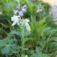 紫色の花の胡蝶蘭|園芸日記byPLANTS|みんなの趣味の園芸|842419 紫色の花の胡蝶蘭|園芸日記byPLANTS|みんなの趣味の園芸|842419