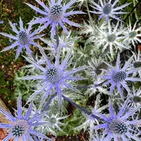 エリンジウムの日記-毎日の植物記録|みんなの趣味の園芸