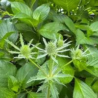 エリンジウム（エリンジューム）とは｜育て方がわかる植物図鑑