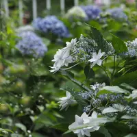 ホヤ（サクララン）の日記〔3ページ目〕-毎日の植物記録