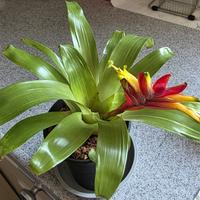 フリーセアの日記-毎日の植物記録|みんなの趣味の園芸
