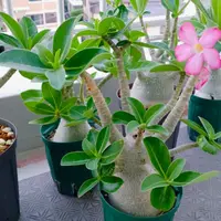 アデニウムの日記〔2ページ目〕-毎日の植物記録|みんなの趣味の園芸