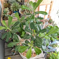 アデニウムの日記〔2ページ目〕-毎日の植物記録|みんなの趣味の園芸