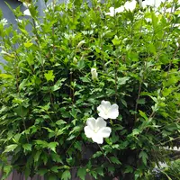 💜ヤグルマギク🩷の復活😊｜園芸日記byうふうふ｜みんなの趣味の
