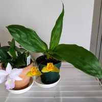 花「暗闇の一輪・・・シクラメン」 シクラメン 一輪ほど開花しましたね｜園芸日記byうめ｜みんなの