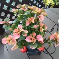 【中古】 江尻光一の洋ラン教室/国際地学協会/江尻光一 中古】 江尻光一の洋ラン教室/国際地学協会/江尻光一 NHK出版