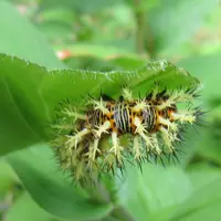 幻の花 釜無ホテイアツモリソウ｜園芸日記byオズの魔法使