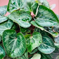 ✨✨✨姫アセロラ【涼盆栽◎美らさん】検/アセロラ/めんそーれ価格サービス品 アセロラ 台湾姫桜桃 Malpighia emarginata