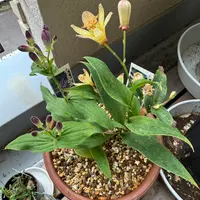 ミニ盆栽・姫アセロラ｜園芸日記byたっちゃん｜みんなの趣味の