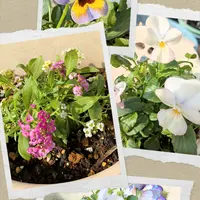 紫陽花きらきら星｜園芸日記byはる桜｜みんなの趣味の園芸｜1213299