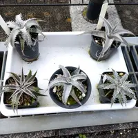 ディッキアの日記〔2ページ目〕-毎日の植物記録|みんなの趣味の園芸