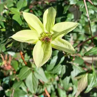 二季咲きオガタマ｜園芸日記bytapio｜みんなの趣味の園芸｜10084