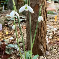 水仙とクリスマスローズ｜園芸日記byはなさか じいじ｜みんなの趣味の