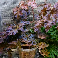 セラギネラの日記-毎日の植物記録|みんなの趣味の園芸