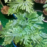 セラギネラの日記-毎日の植物記録|みんなの趣味の園芸