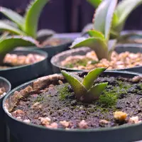 バラ典　コノフィツム コノフィツム 'バラ典' | グリーン＆インテリア ー 何気ない日々を