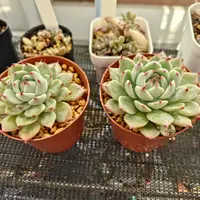 二季咲きオガタマ｜園芸日記bytapio｜みんなの趣味の園芸｜10084