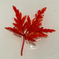 二季咲きオガタマ｜園芸日記bytapio｜みんなの趣味の園芸｜10084