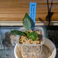 ホマロメナの日記-毎日の植物記録|みんなの趣味の園芸