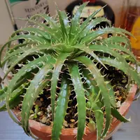 ディッキアの日記〔2ページ目〕-毎日の植物記録|みんなの趣味の園芸