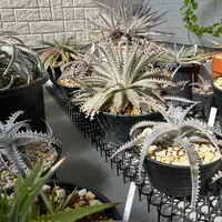 ディッキアの日記〔2ページ目〕-毎日の植物記録|みんなの趣味の園芸