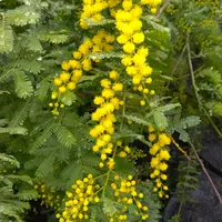 ムラサキミツバ(紫みつば)｜園芸日記byひなぼー｜みんなの趣味の園芸