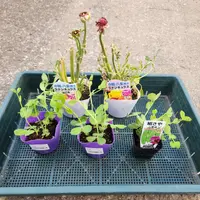 ムラサキミツバ(紫みつば)｜園芸日記byひなぼー｜みんなの趣味の園芸