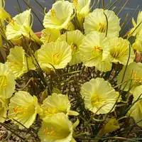 3／25クンシランのつぼみが色づいてきました｜園芸日記by