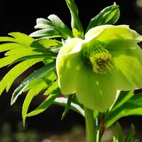 教えて下さい、大明セッコクの育て方｜園芸日記byはなそうさ（花匝瑳