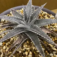 ディッキアの日記〔2ページ目〕-毎日の植物記録|みんなの趣味の園芸