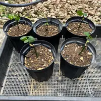 挿し木の日記〔2ページ目〕-毎日の植物記録|みんなの趣味の園芸