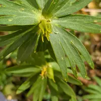 セツブンソウの日記-毎日の植物記録|みんなの趣味の園芸