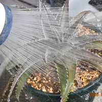 ディッキアの日記-毎日の植物記録|みんなの趣味の園芸