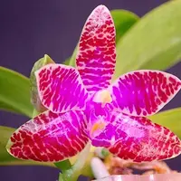 胡蝶蘭原種ルデマニアーナ 開花｜園芸日記byネカタ｜みんなの趣味の
