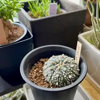 フリーセアの日記-毎日の植物記録|みんなの趣味の園芸