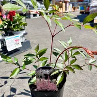 スノードロップ🤍🌱｜園芸日記by水色ガーデン｜みんなの趣味の園芸