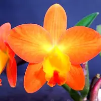 カトレアビューフォート開花｜園芸日記byネカタ｜みんなの趣味の園芸